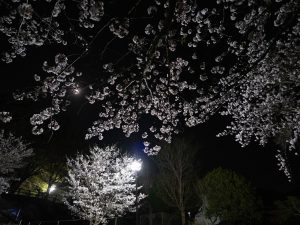 夜桜　250411 (1 - 1)